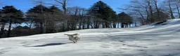 Meticcio cani in regalo: TIBERIO - INCROCIO GOLDEN/MAREMMANO a Provincia di Vicenza - Annuncio 3