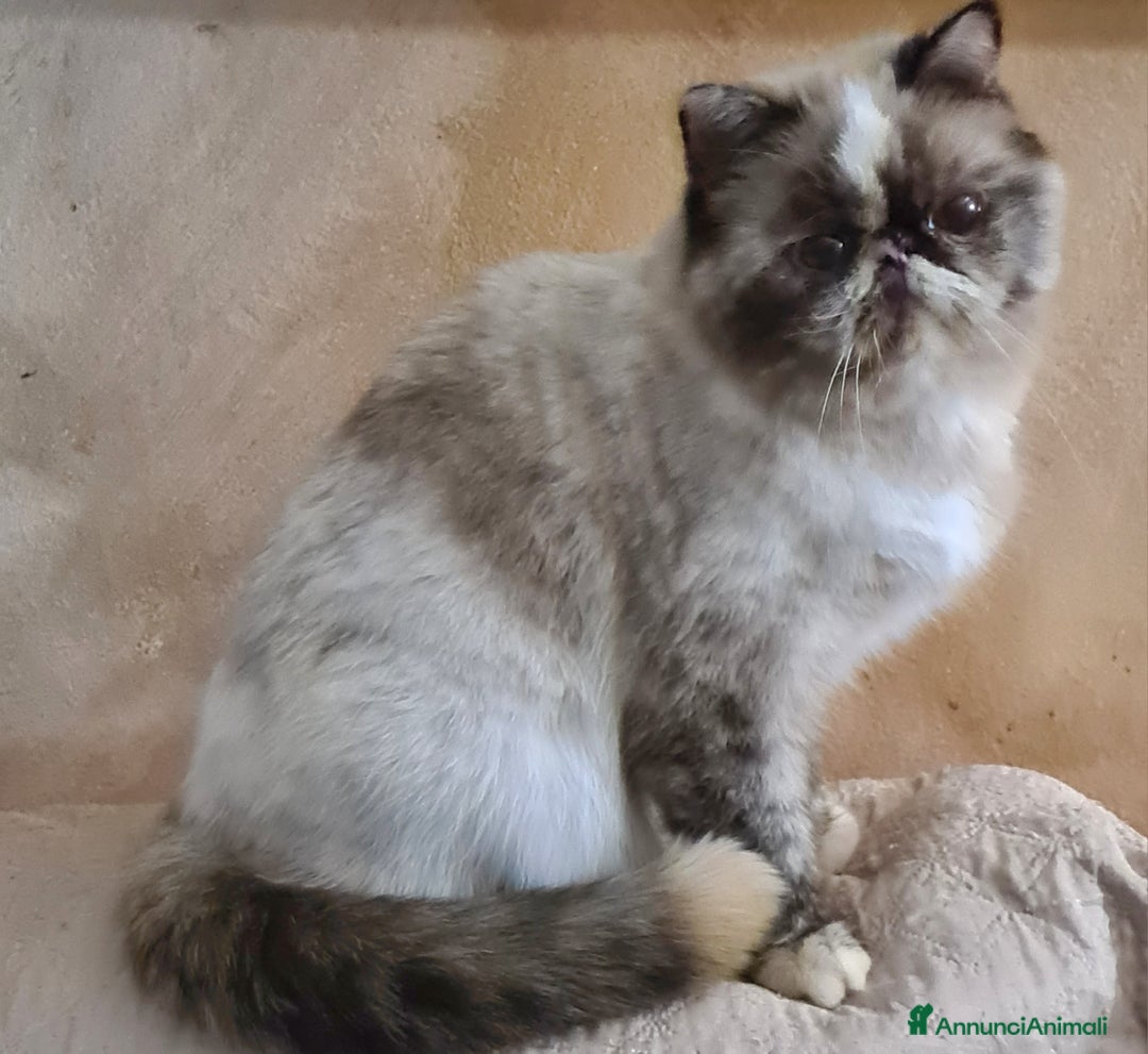 Exotic Shorthair gatti in vendita: Cucciola Exotic Shorthair  a Provincia del Verbano-Cusio-Ossola - Immagine 9
