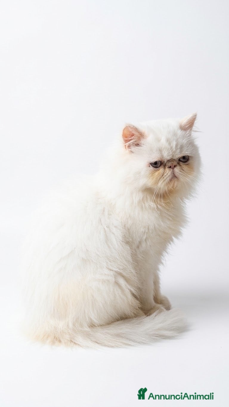 Persiano gatti Persiano maschio - Annuncio 1