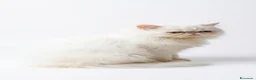 Persiano gatti in vendita: Persiano maschio - Annuncio 1