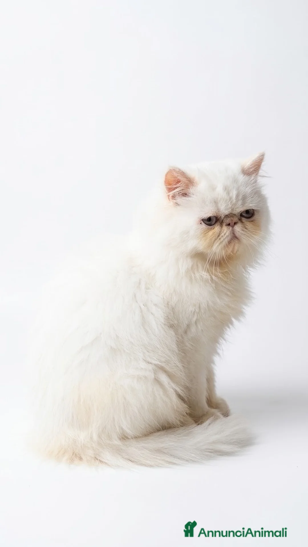 Persiano gatti in vendita: Persiano maschio - Annuncio 1