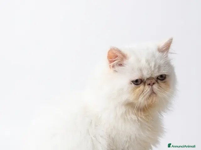 Persiano gatti Persiano maschio - Annuncio 1
