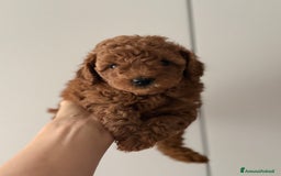 Barboncino cani in vendita: Barboncino piccolo nanetto  - Immagine 5