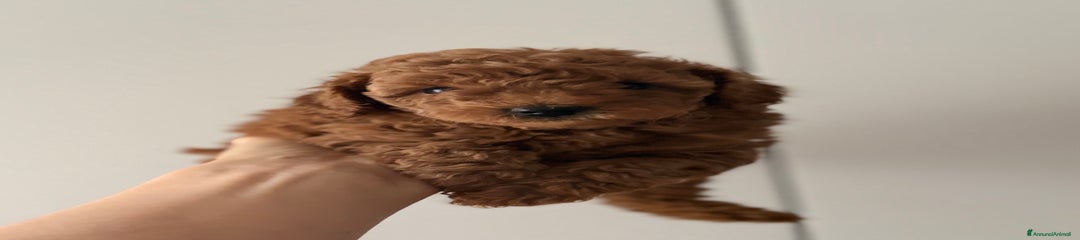 Barboncino Cucciolo 4