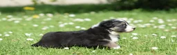 Australian Shepherd cani in vendita: AUSTRALIAN SHEPHERD a Provincia di Padova - Annuncio 39