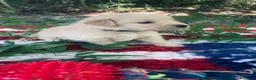 Golden Retriever cani in vendita: PICCOLI GOLDEN 100% AMERICANI NATI 03/06/26 - Annuncio 8