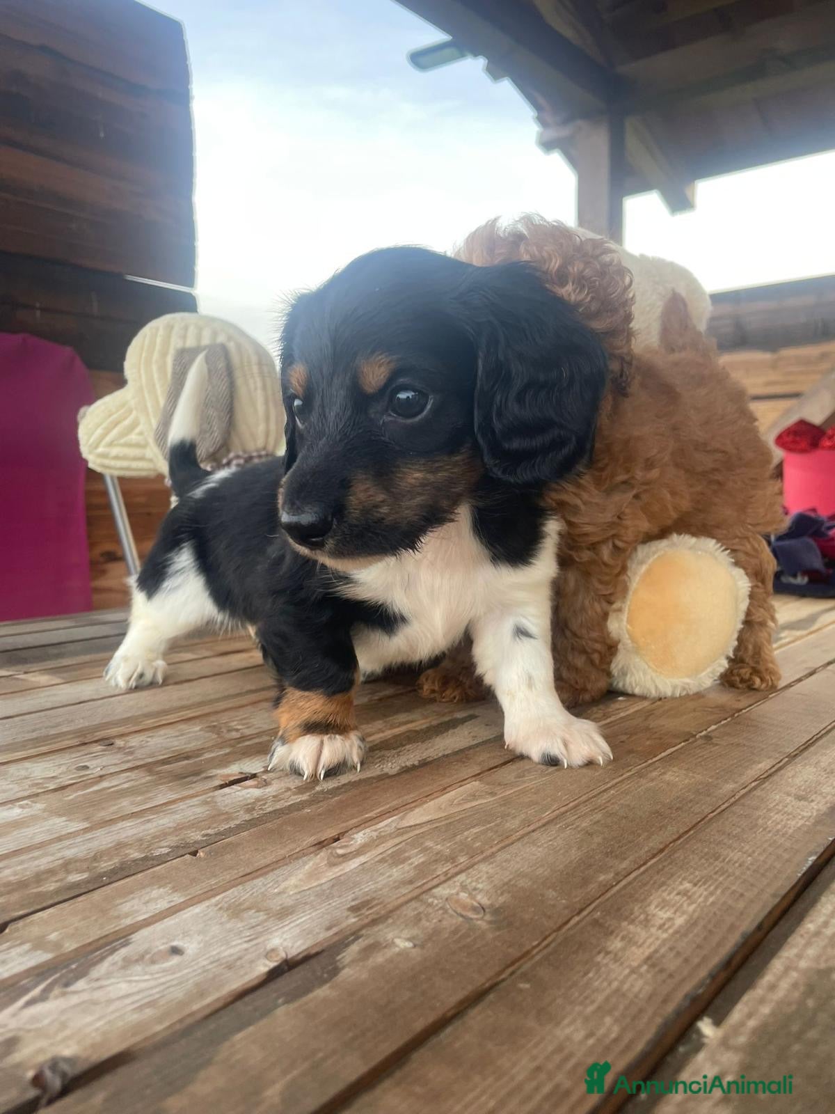Bassotto cani Bassotti a pelo lungo - Annuncio 2