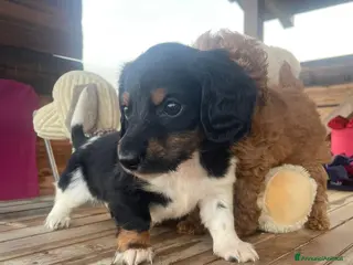 Bassotto cani Bassotti a pelo lungo - Annuncio 2