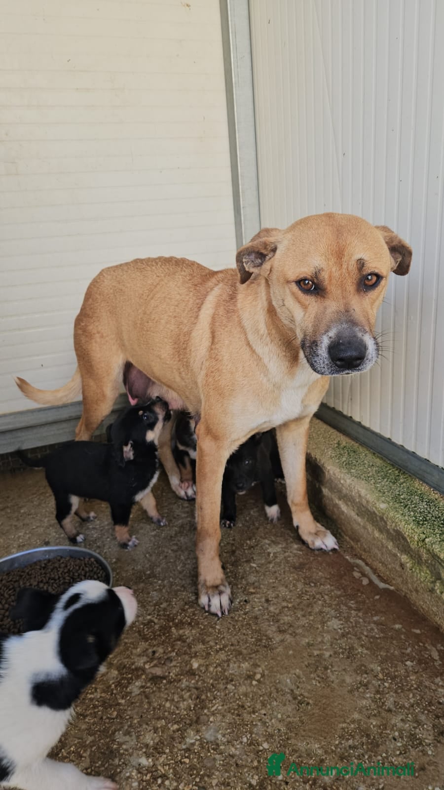 Meticcio cani Peppina: dolce mammina socievole  - Annuncio 6