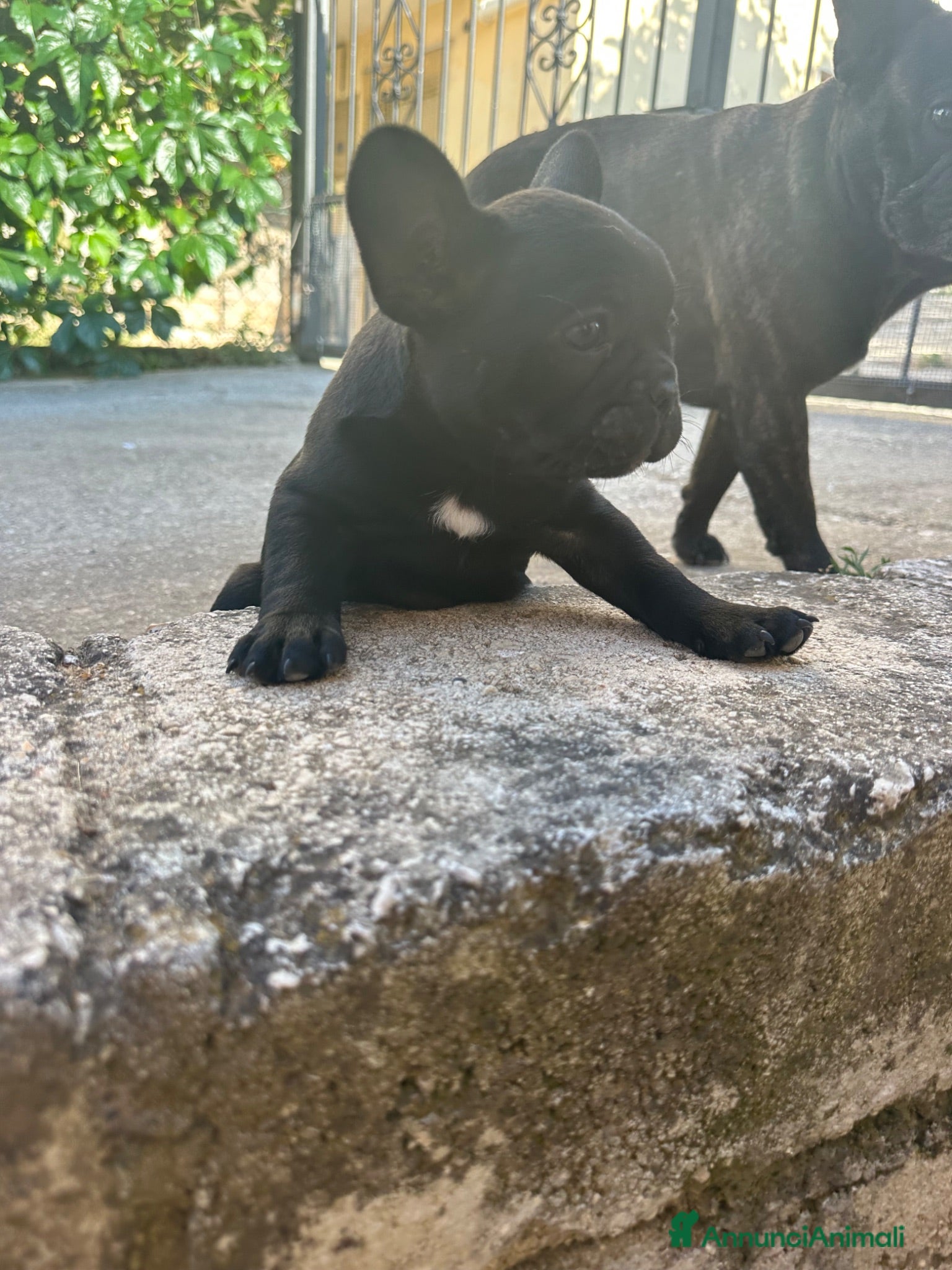 Bulldog Francese cani bulldog francese nero tigrato bulldogue cani - Annuncio 2