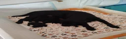 Labrador cani in vendita: Cucciolata labrador retriever neri  a Provincia di Avellino - Annuncio 2