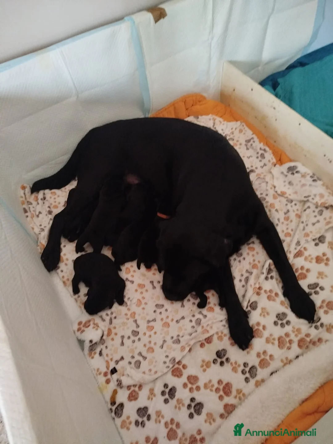 Labrador cani in vendita: Cucciolata labrador retriever neri  a Provincia di Avellino - Annuncio 2