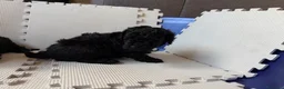 Barboncino cani in vendita: Barboncini nani - Annuncio 14