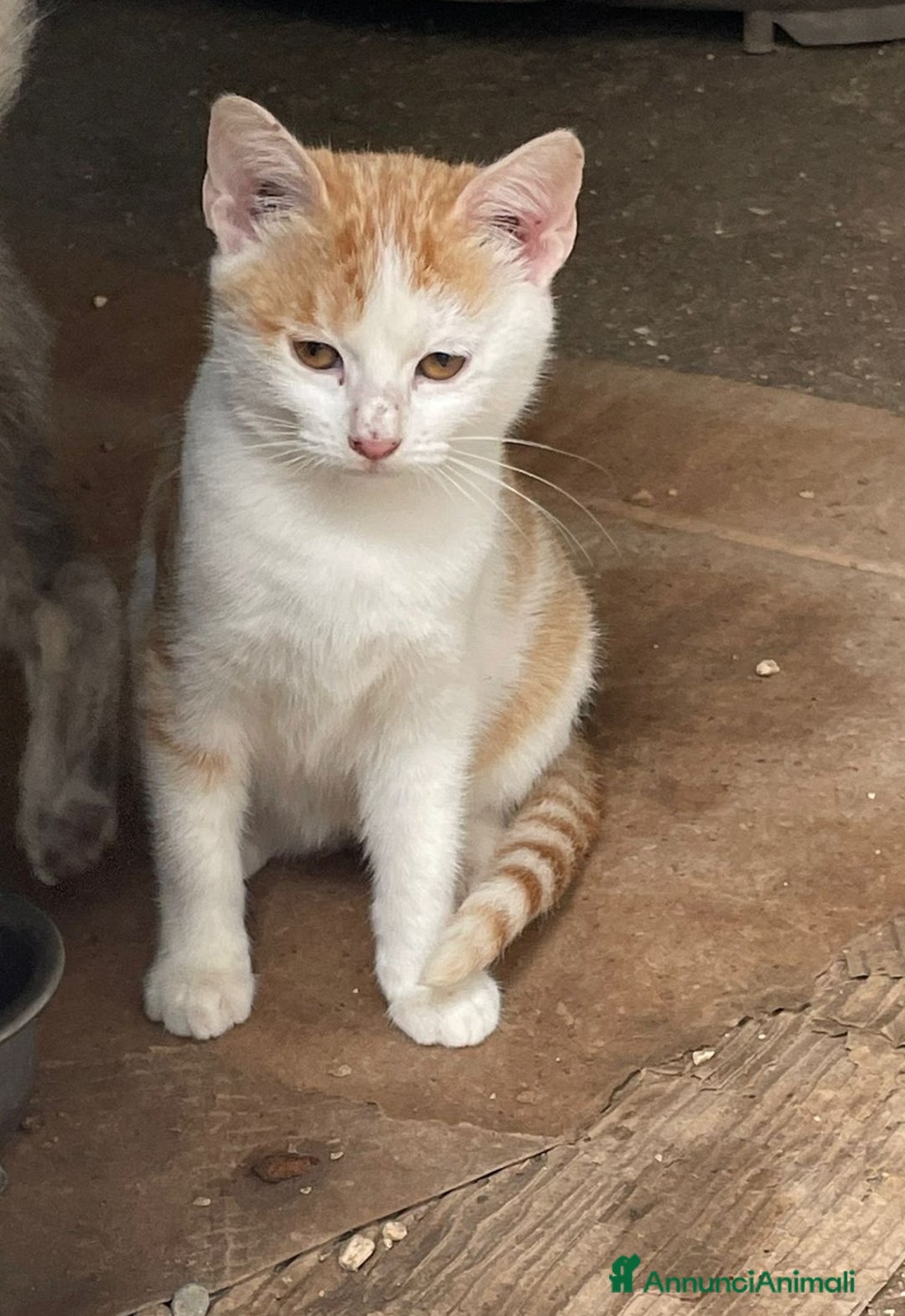 Altre razze gatti in regalo: LA PICCOLA KANGA - Annuncio 3