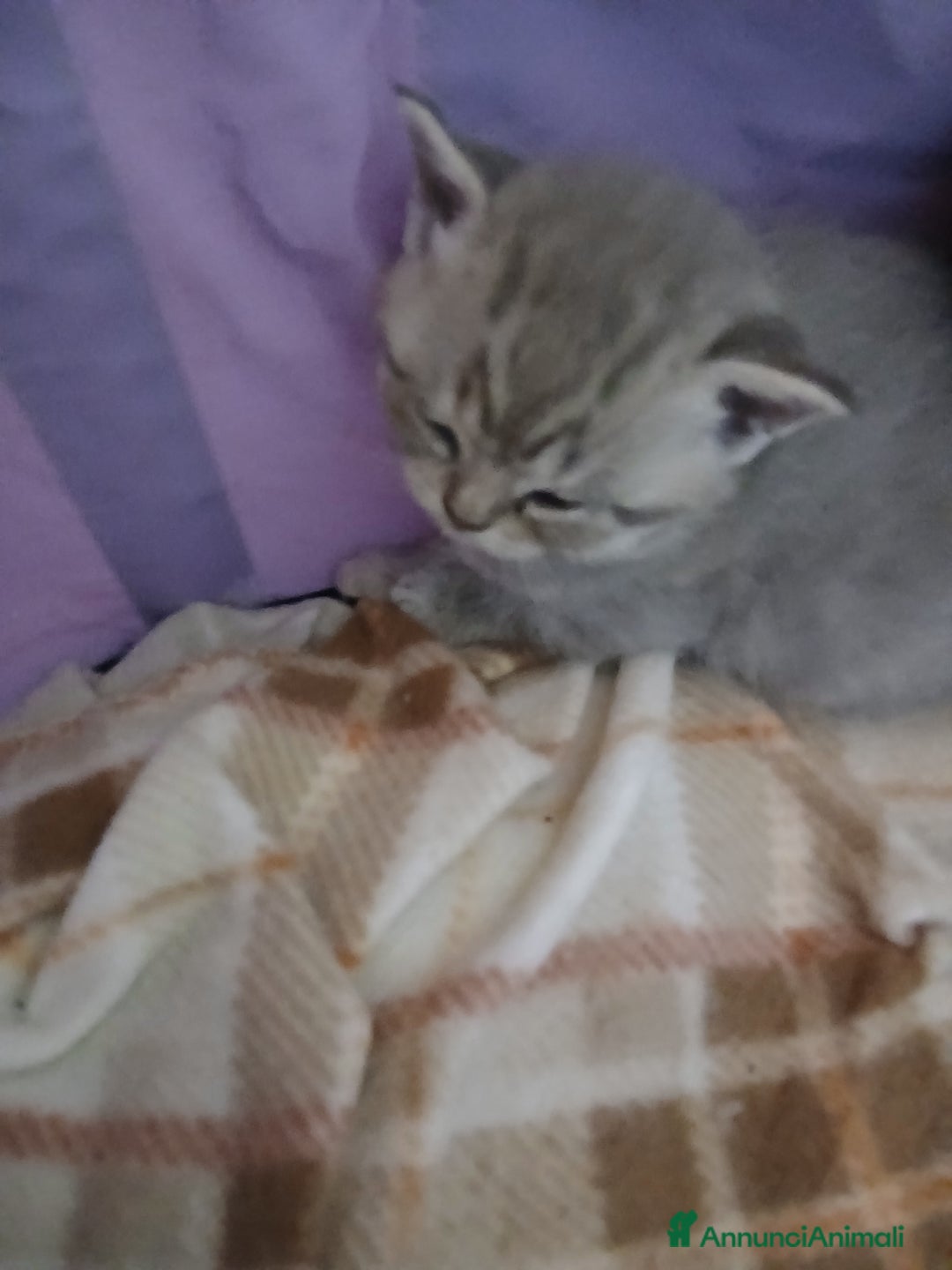 Scottish gatti in vendita: Cuccioli scottish straight - Annuncio 6