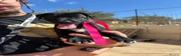 Meticcio cani in regalo: CARAMELLO, LEONE, BALOO, GINEVRA E MARTINA - Annuncio 6