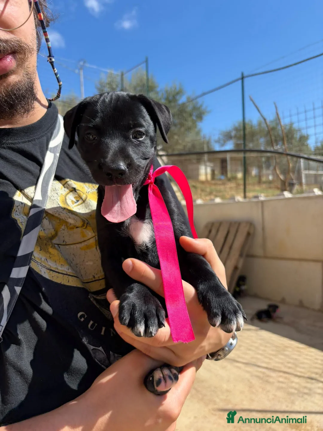 Meticcio cani in regalo: CARAMELLO, LEONE, BALOO, GINEVRA E MARTINA - Annuncio 6