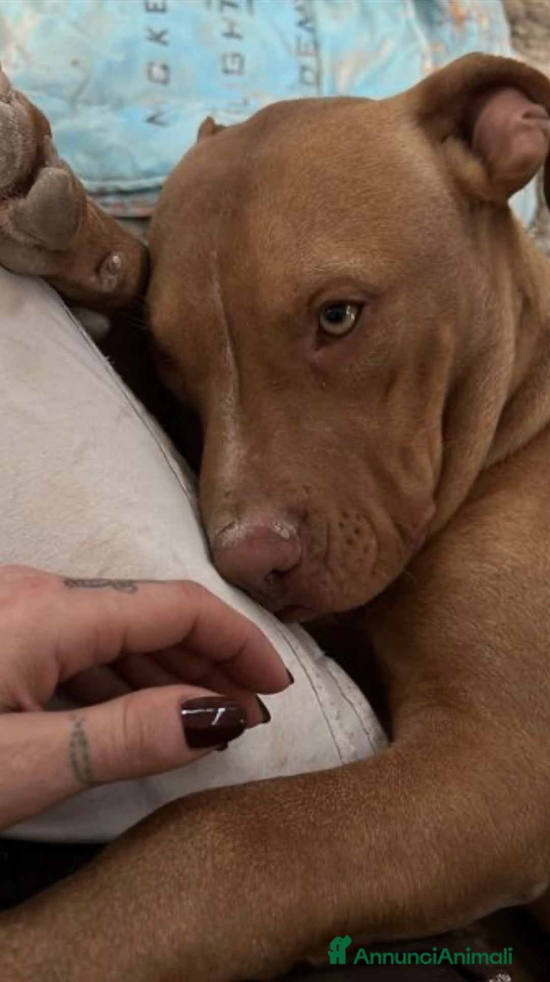 Meticcio cani in regalo: Aaron dolcissimo cucciolone dagli occhi smeraldo  - Annuncio 1