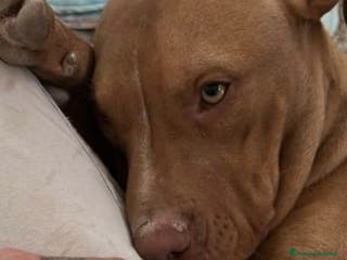 Meticcio cani Aaron dolcissimo cucciolone dagli occhi smeraldo - Annuncio 1