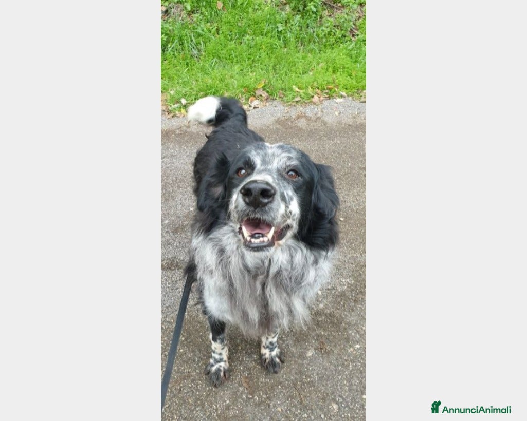 Meticcio cani 2mix Setter vissuti 9ANNI SENZA USCIRE DAL BOX!ROM a Milano - Annuncio 31