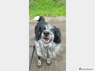 Meticcio cani 2mix Setter vissuti 9ANNI SENZA USCIRE DAL BOX!ROM a Milano - Annuncio 35