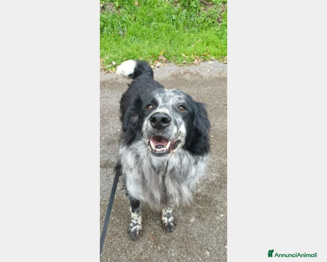 Meticcio cani in regalo: 2mix Setter vissuti 9ANNI SENZA USCIRE DAL BOX!ROM a Milano - Annuncio 1