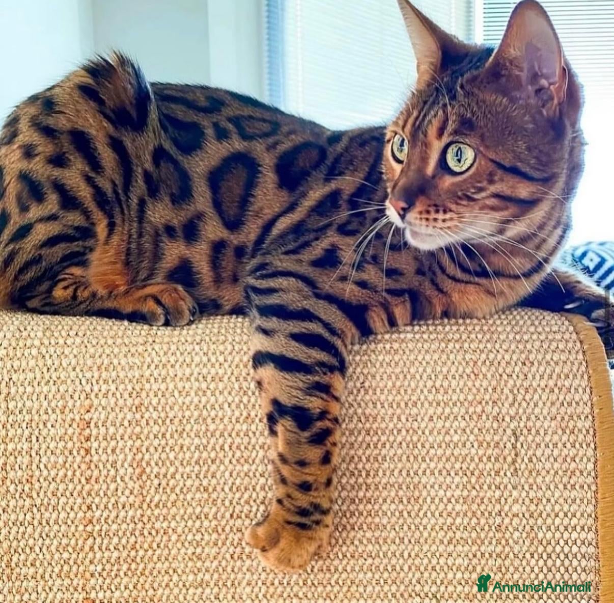 Bengala gatti Gatto del bengala per monta  - Annuncio 1