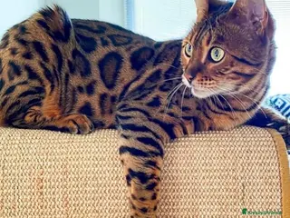 Bengala gatti Gatto del bengala per monta - Annuncio 7