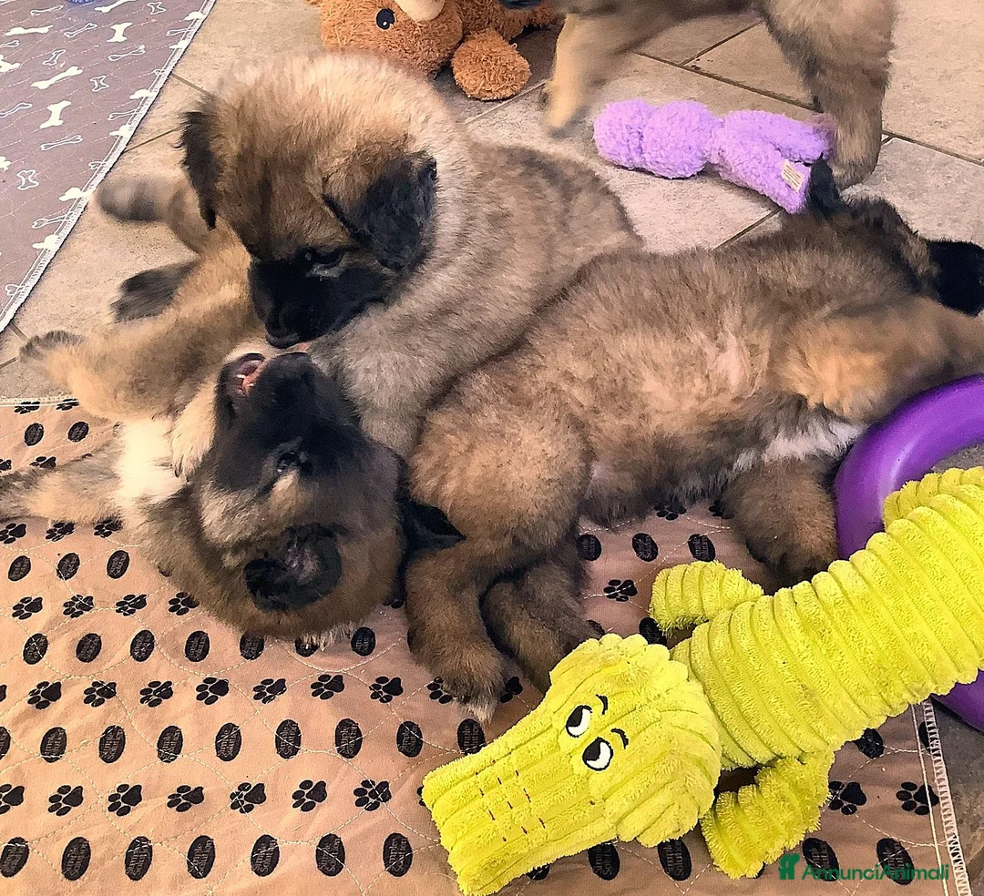 Pastore Belga cani in vendita: TERVUEREN Pastore belga - Annuncio 1