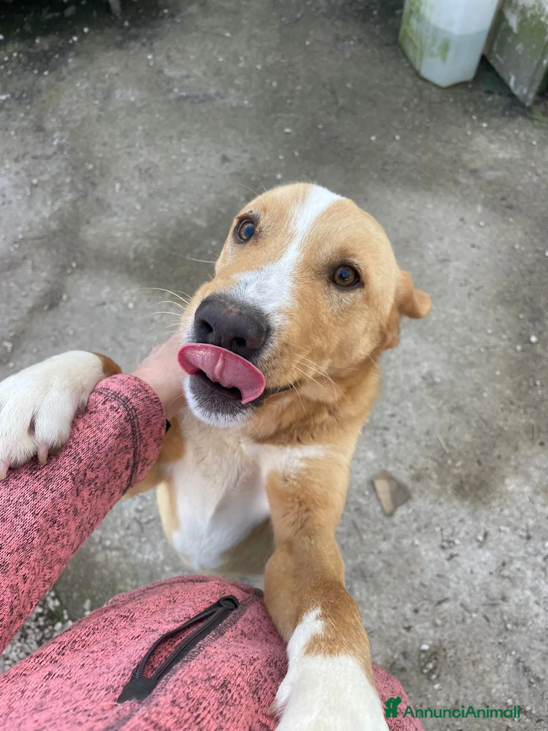 Meticcio cani in regalo: IL DOLCISSIMO OLIVER a Città Metropolitana di Firenze - Annuncio 6