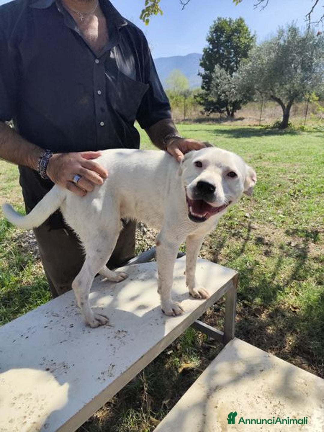 Meticcio cani in regalo: SIMBA simil Staffordshire Bull Terrier - Annuncio 10