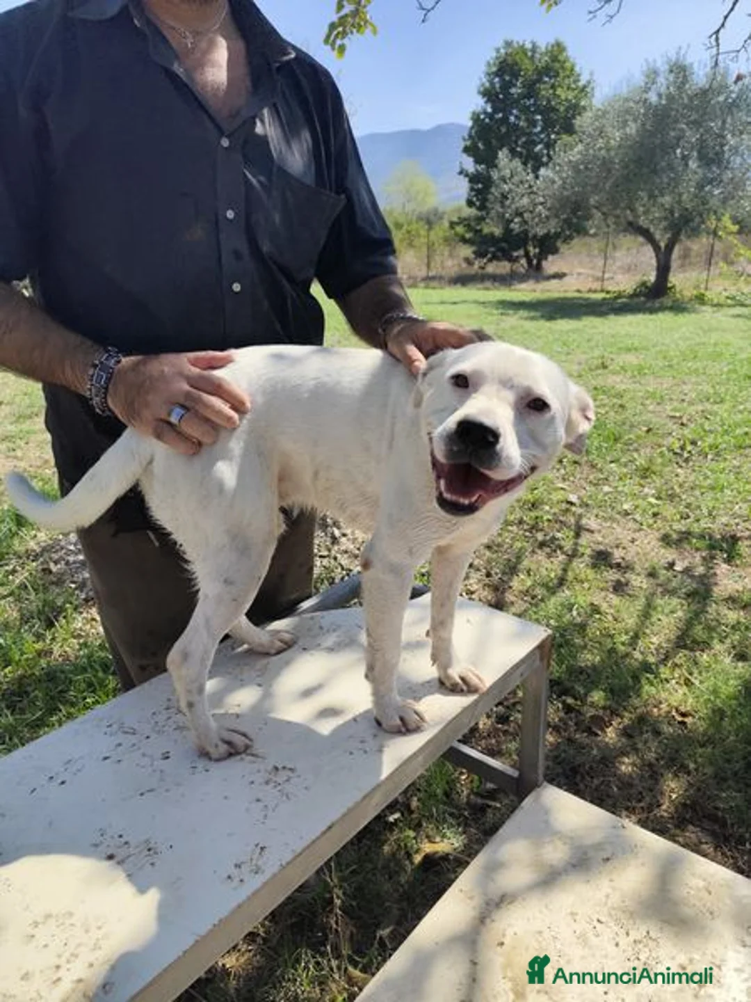 Meticcio cani in regalo: SIMBA simil Staffordshire Bull Terrier - Annuncio 10