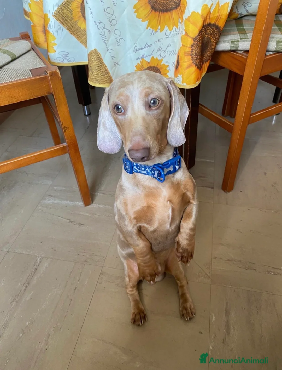 Bassotto cani per accoppiamento: Diego cerca fidanzata. - Annuncio 1