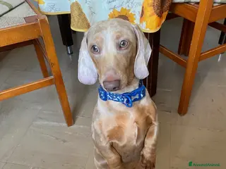 Bassotto cani Diego cerca fidanzata. - Annuncio 1