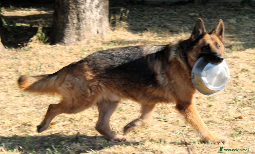 Pastore Tedesco cani in regalo: IBRA PASTORE TEDESCO a Città metropolitana di Milano - Immagine 5