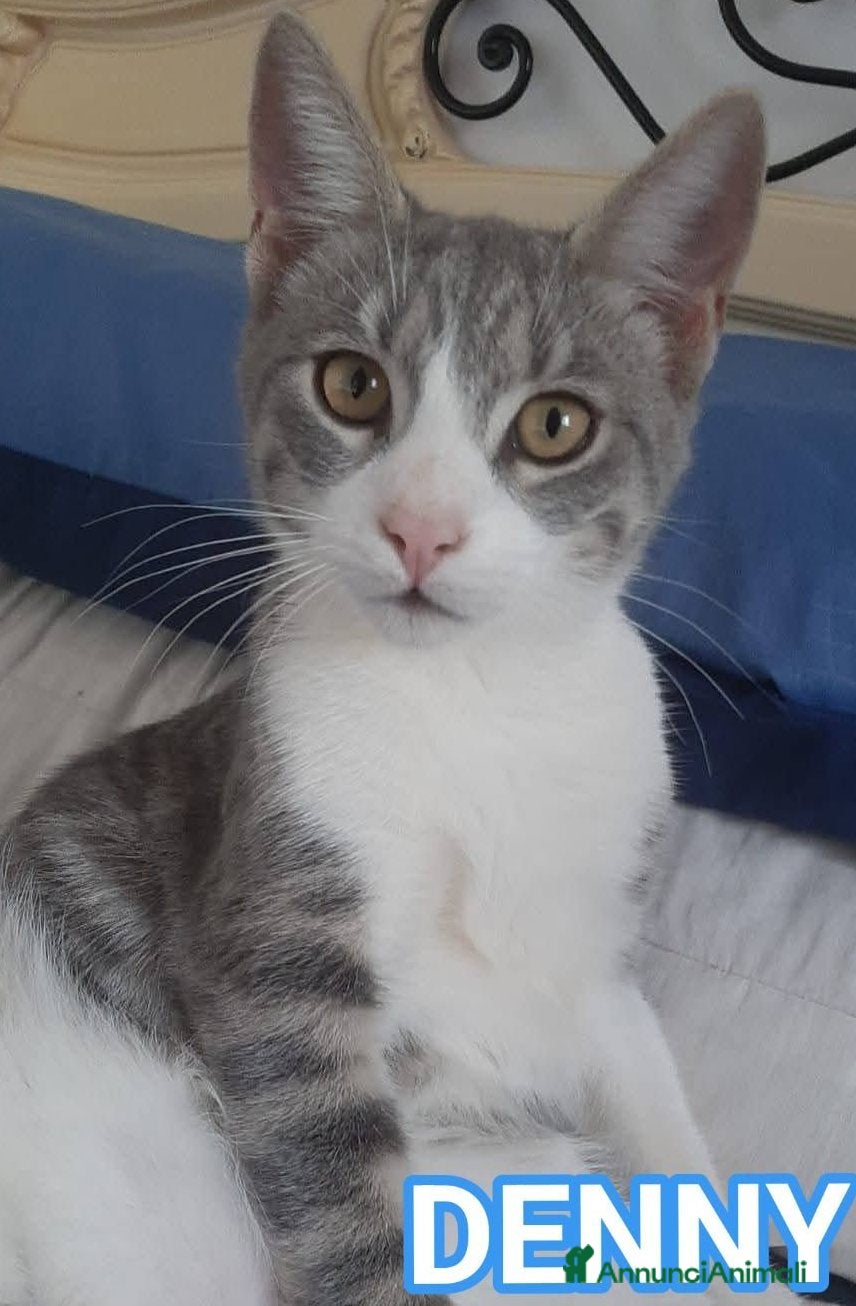 Europeo gatti DENNY, adorabile gattino in adozione! - Annuncio 37