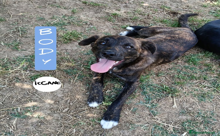 Meticcio cani a Provincia di Viterbo - Annuncio 17