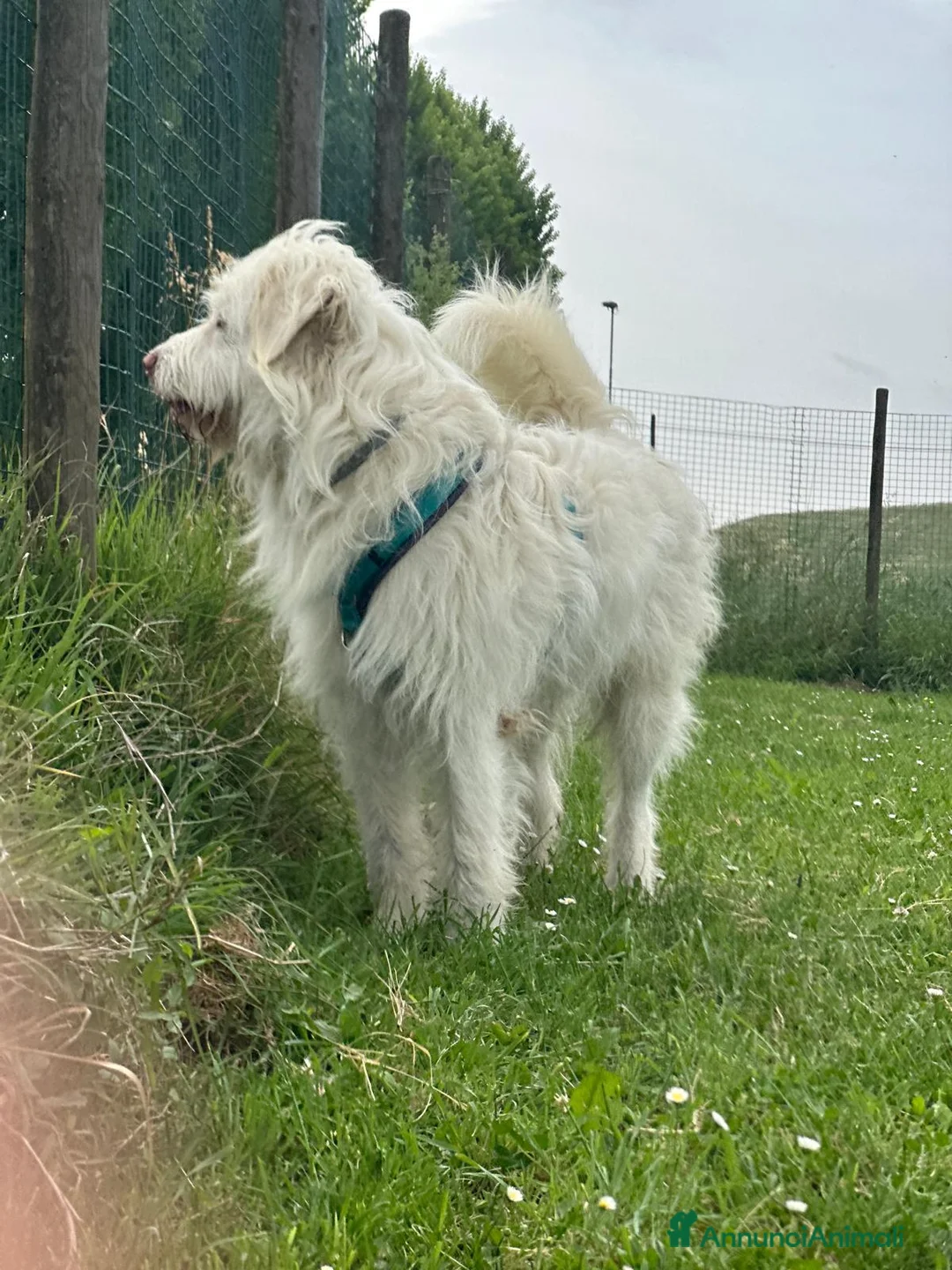 Meticcio cani in regalo: BUTTATO VIA DALLA SUA FAMIGLIA  a Provincia di Ferrara - Annuncio 7