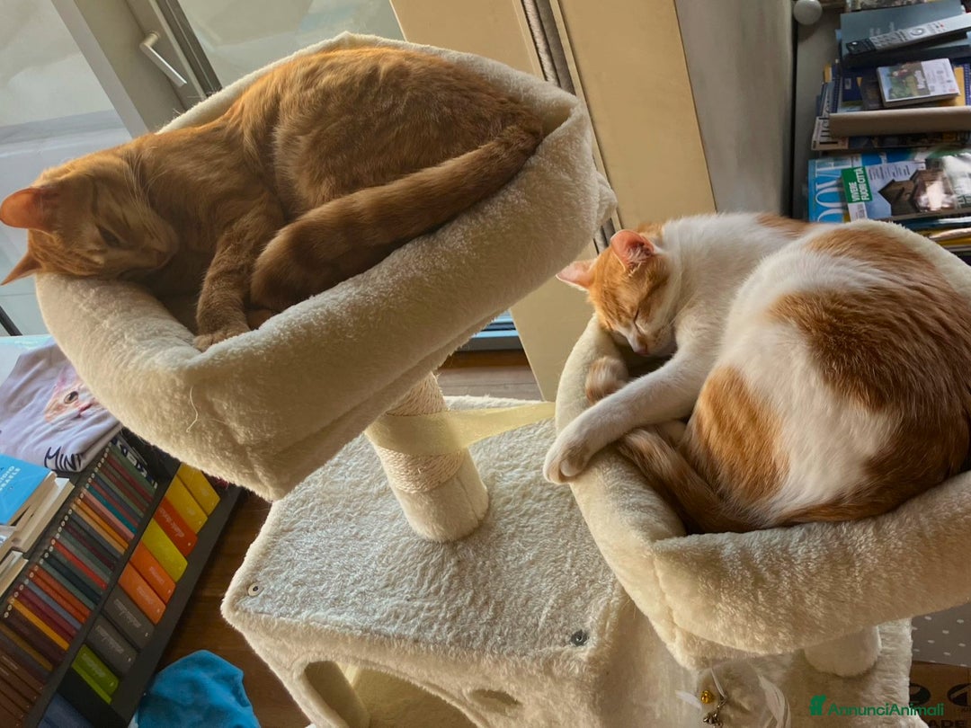 Europeo gatti in regalo: Petra e Miniato dolci rossini  - Annuncio 6