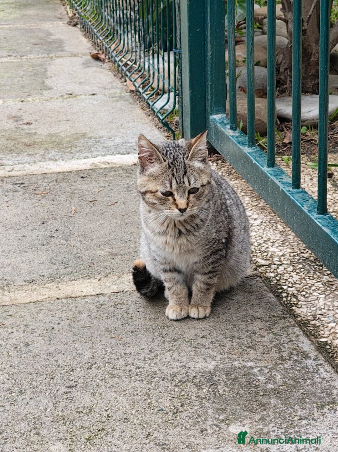 Europeo gatti in regalo: PALLINA, piccola micina di soli 3 mesi - Annuncio 5