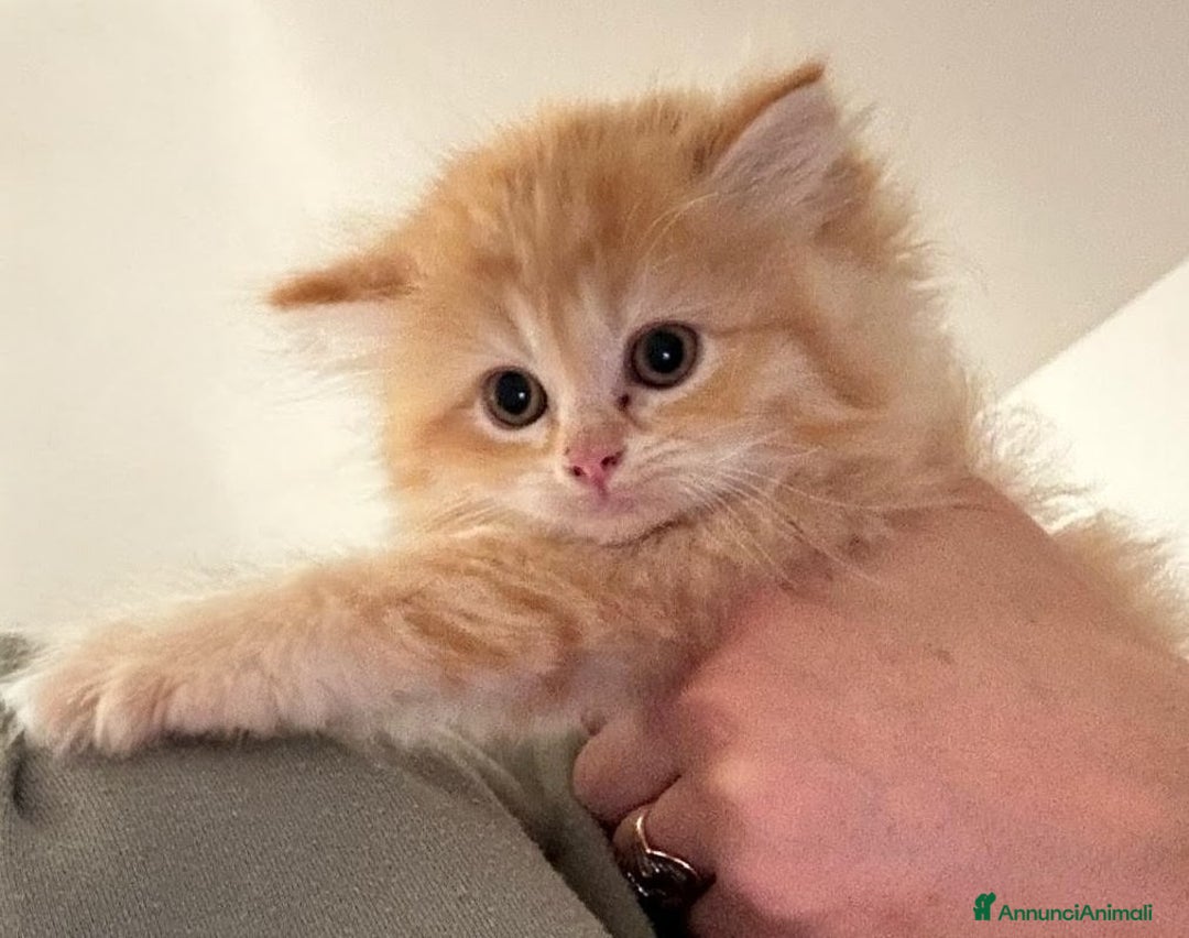 Persiano gatti in vendita: Gattini persiani normotipo  - Annuncio 26