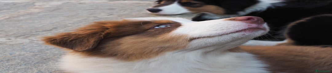 Australian Shepherd Cucciolo 1