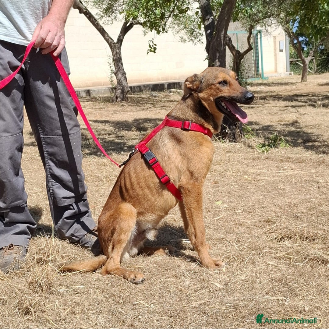 Meticcio cani in regalo: Aladin e' un Mago!  a Città Metropolitana di Bari - Immagine 13