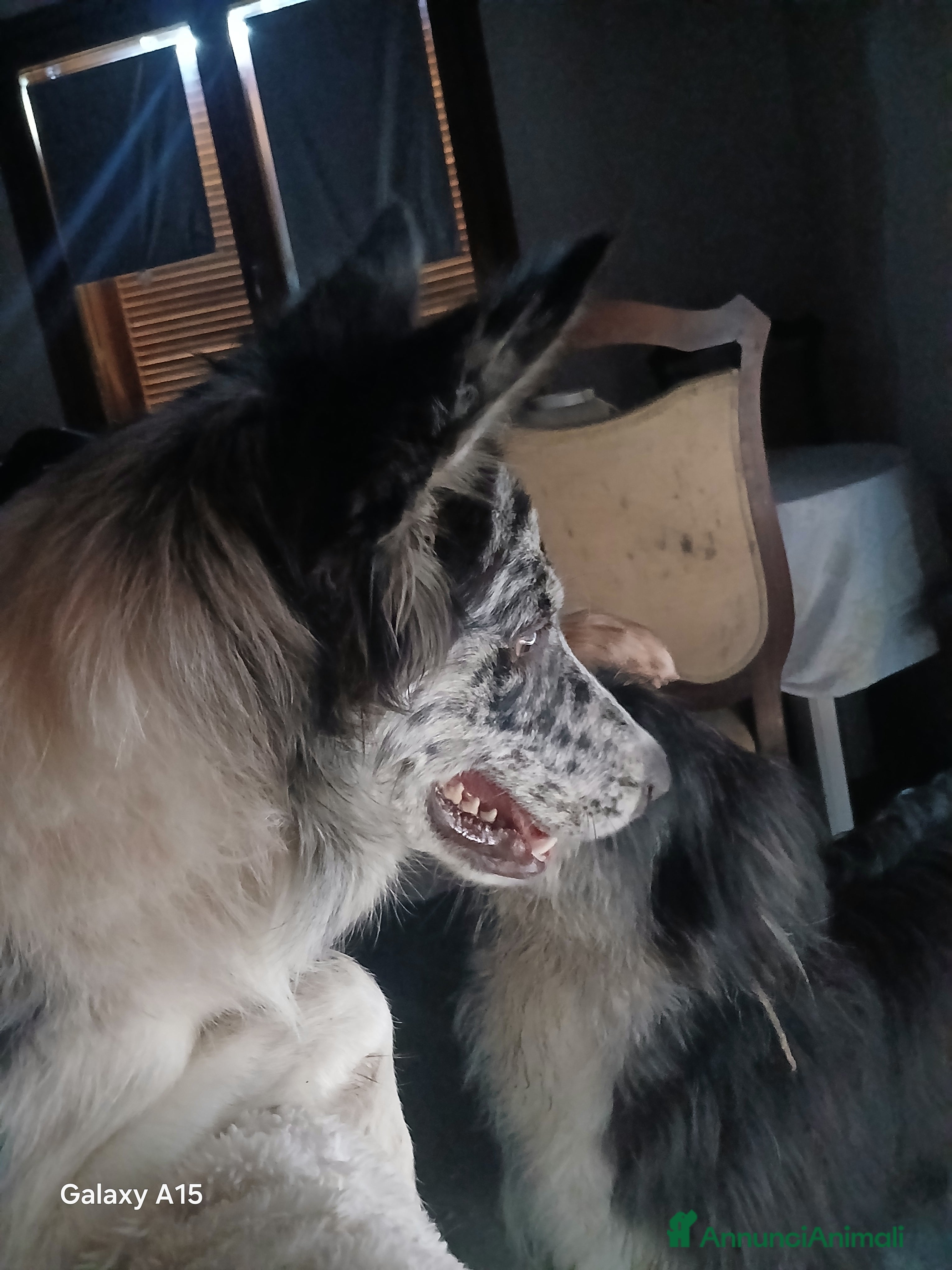 Australian Shepherd cani per accoppiamento: pastore australian della lessinia - Annuncio 1