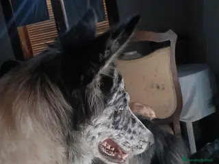 Australian Shepherd cani pastore australian della lessinia - Annuncio 3