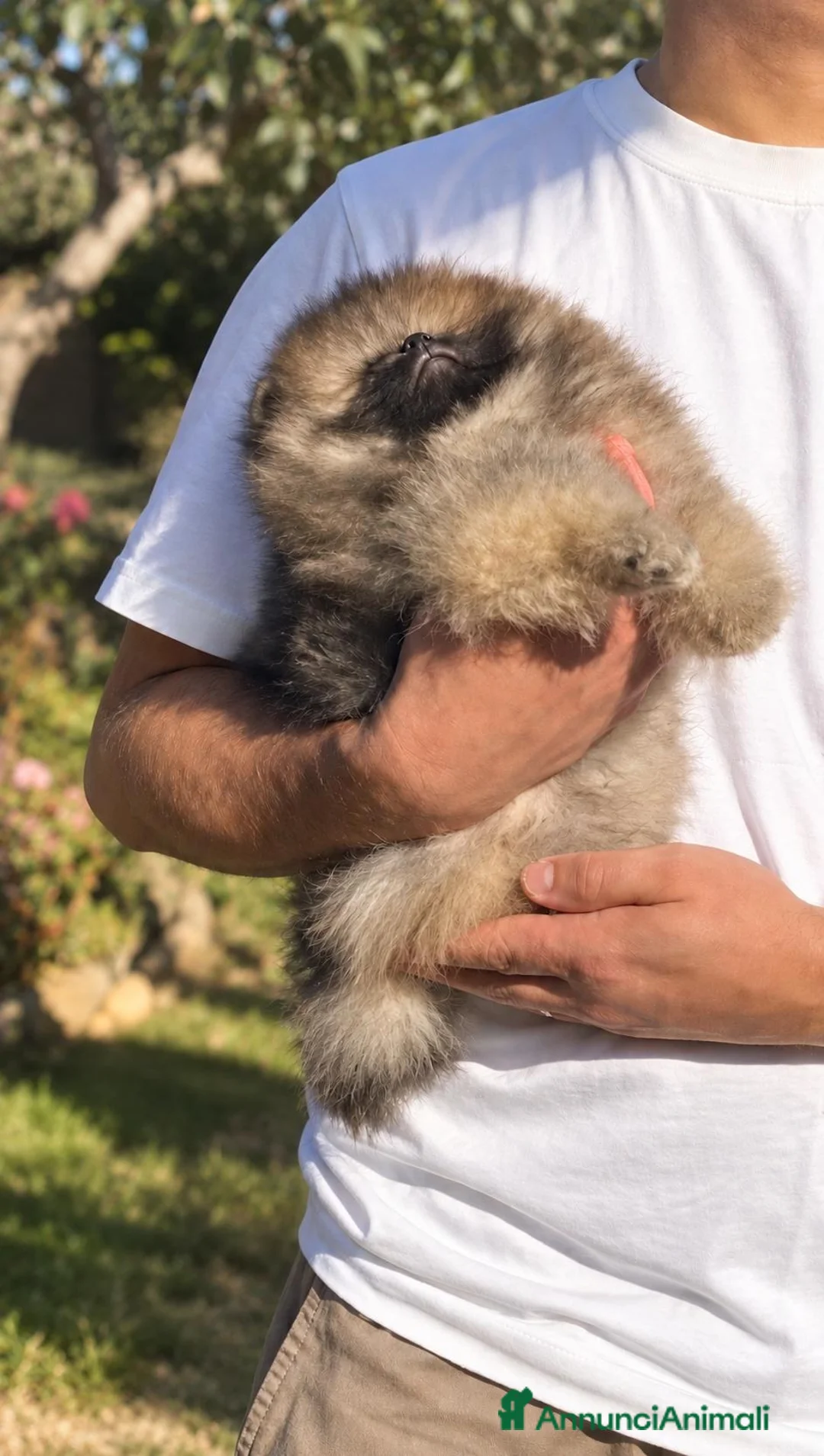 Volpino Pomerania cani in vendita: Pomerania selezionato con Pedigree ENCI - Annuncio 2