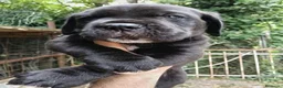 Cane Corso cani in vendita: CEDESI CUCCIOLI CANE CORSO a Città Metropolitana di Genova - Annuncio 3