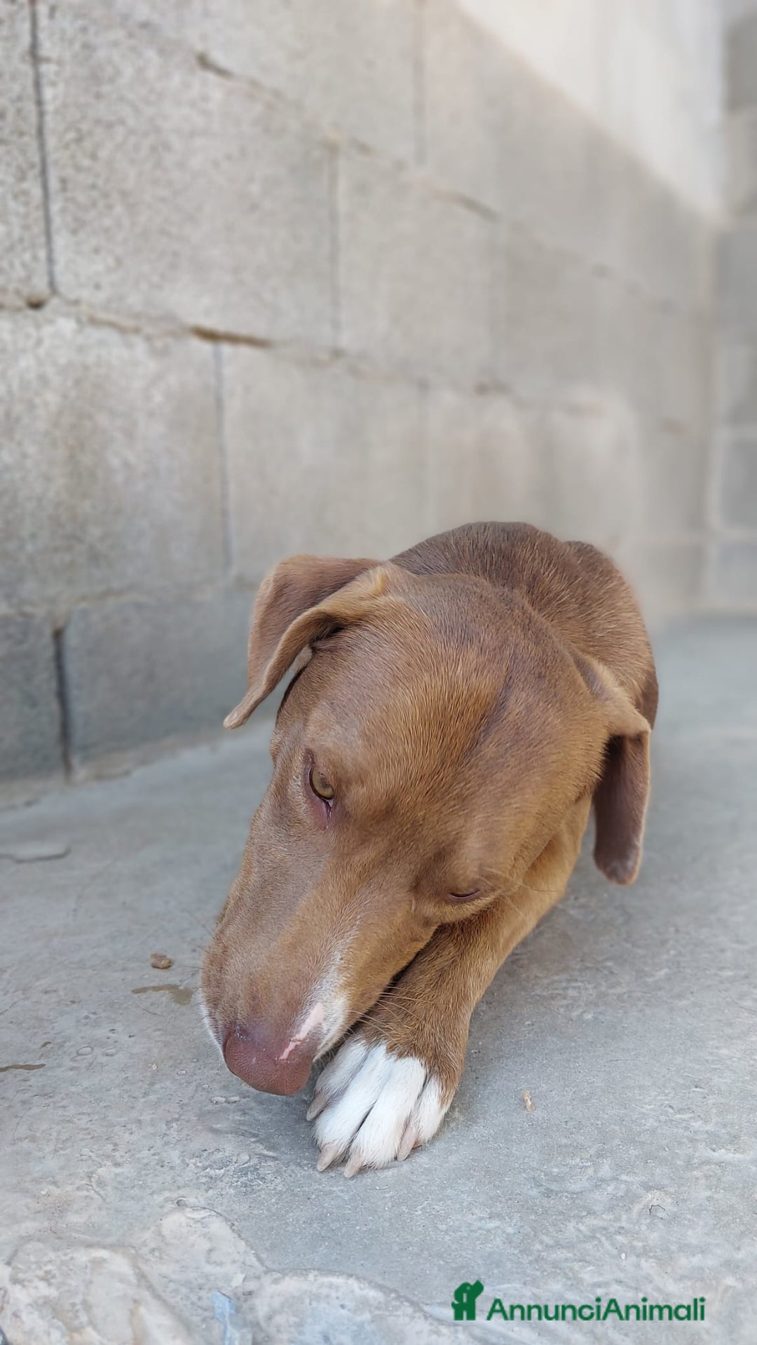 Meticcio cani in regalo: Boris 1anno tg media occhi ambraPRESTO IN CANILE!! - Annuncio 3