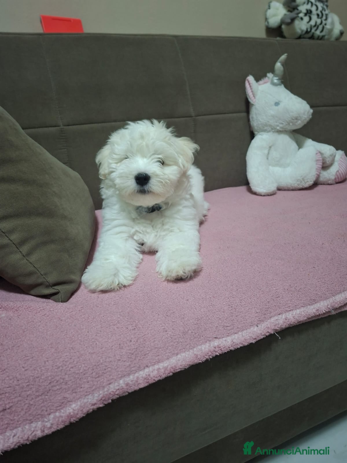 Maltese cani Disponibili bishon maltese  - Annuncio 5