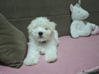 Maltese cani Disponibili bishon maltese - Annuncio 23